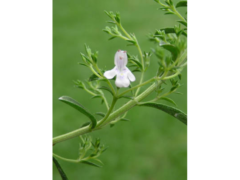 citromillatú évelő borsfű