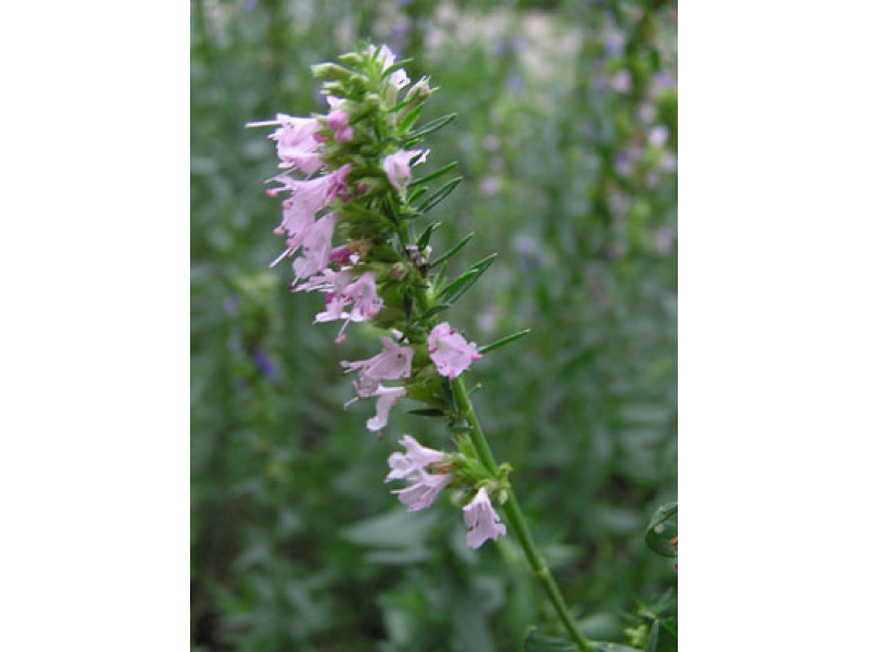 rózsaszín virágú kerti izsóp