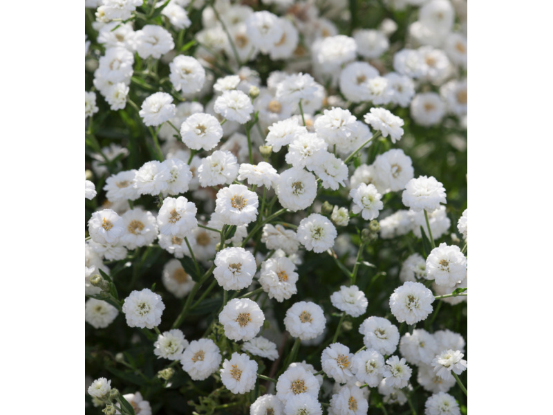 kenyérbél cickafark