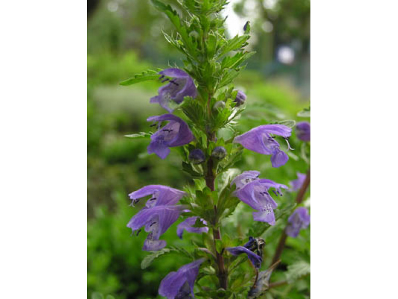 moldvai sárkányfű