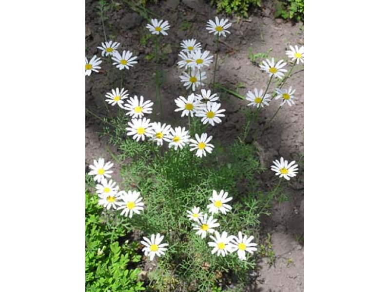 dalmát rovarporvirág