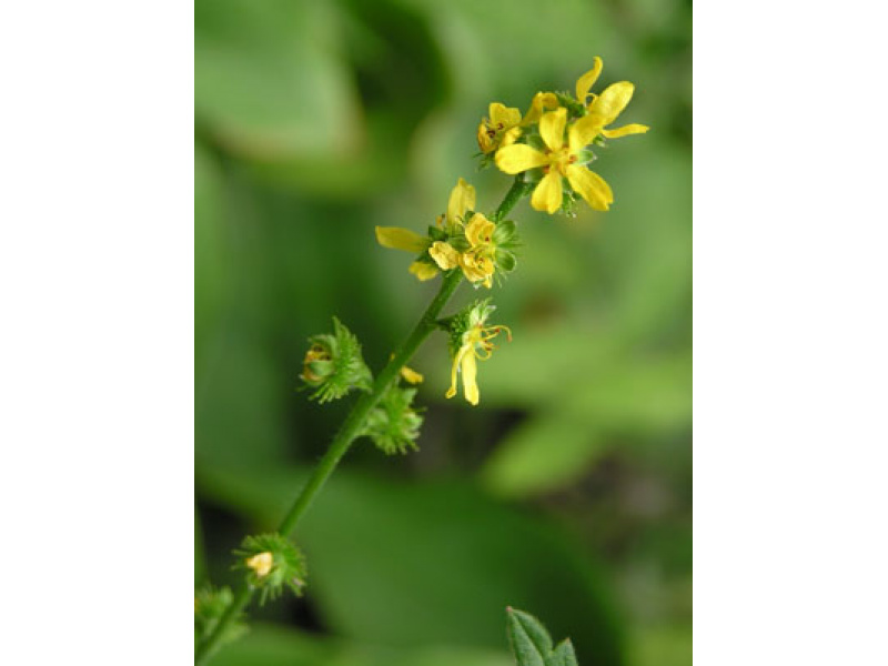 közönséges párlófű