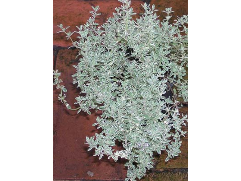 tarka kerti kakukkfű