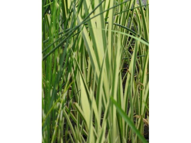 tarka orvosi kálmos