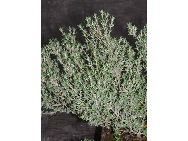 narancsillatú kakukkfű