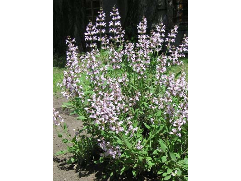 rózsaszín virágú orvosi zsálya