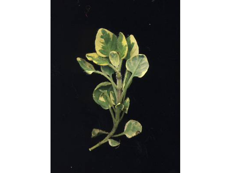 fehértarka oregánó