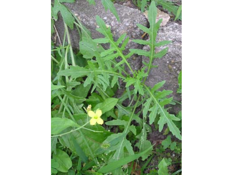 szabdalt kányazsázsa