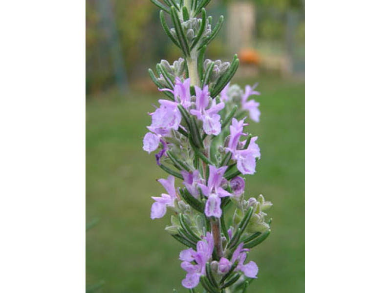 rózsaszín virágú rozmaring