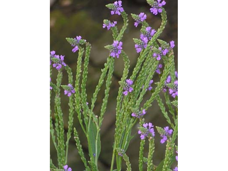 amerikai kék verbéna