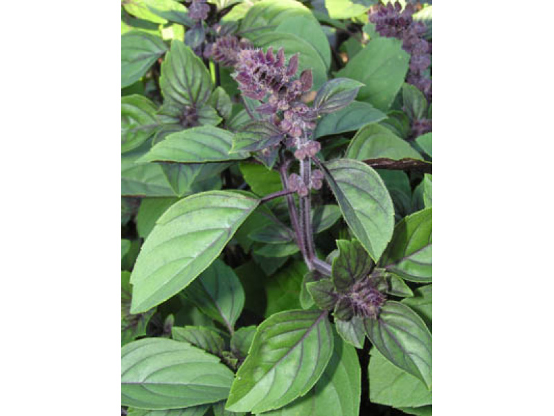 varázshegy bazsalikom