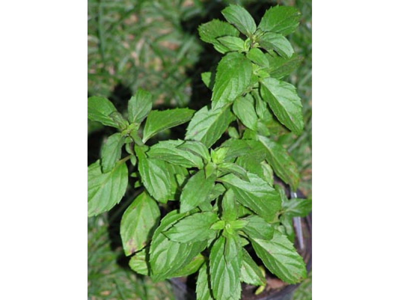 kölni illatú menta