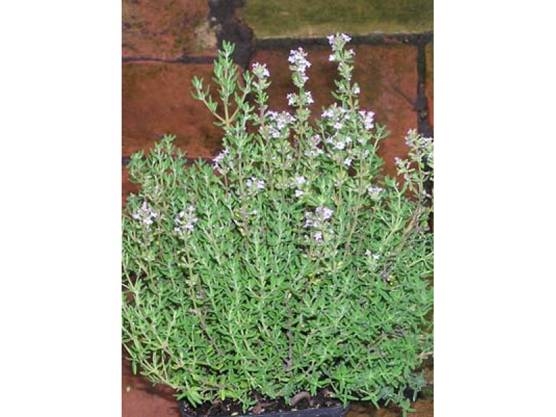 zömök kerti kakukkfű