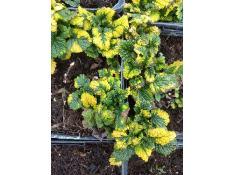 Tarka levelű citromfű