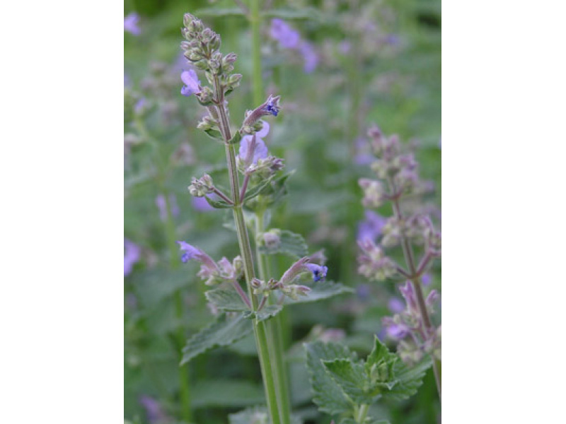 magas kerti macskamenta