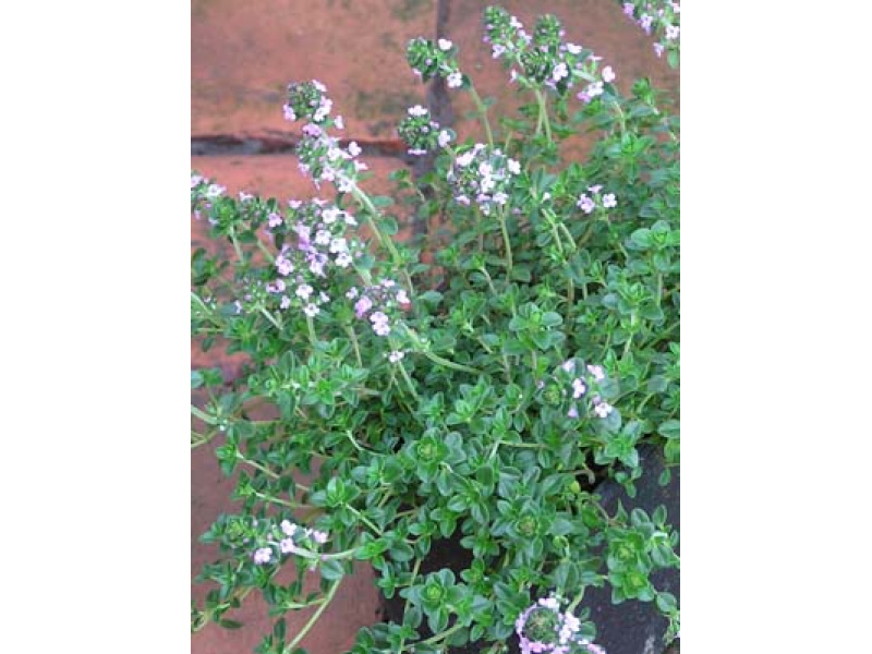 tarka kúszó citromillatú kakukkfű