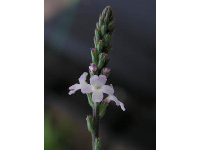 közönséges vasfű