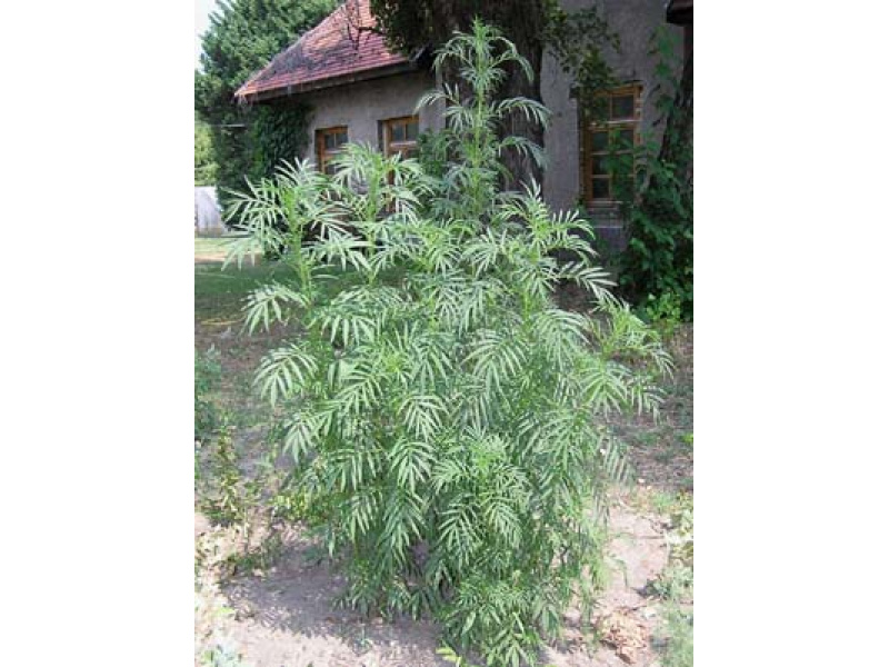 mexikói fűszer-büdöske