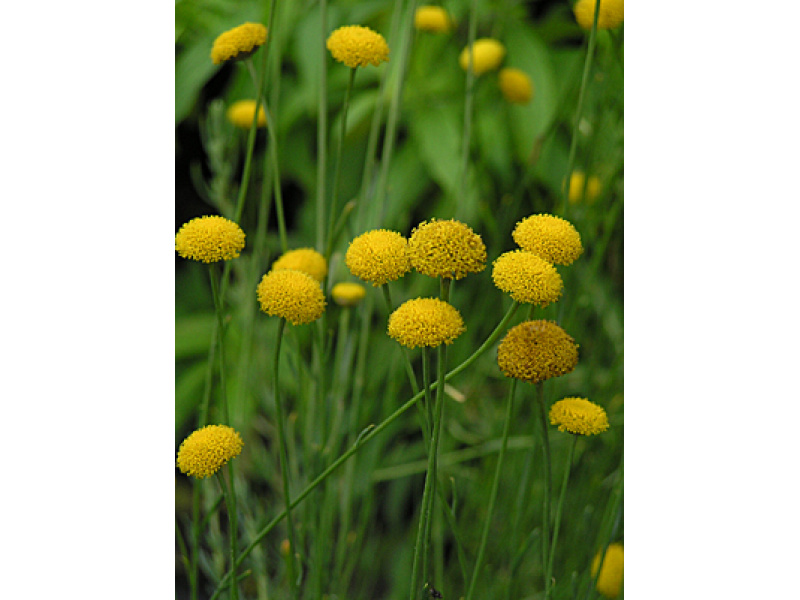 rozmaringlevelű cipruska