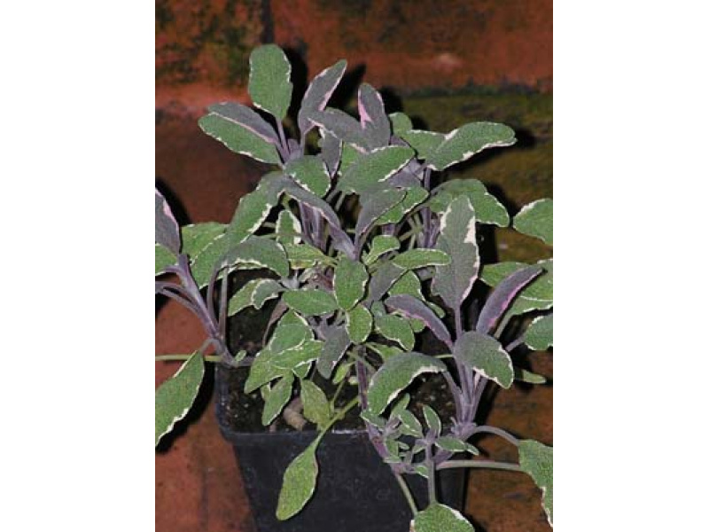 háromszínű orvosi zsálya