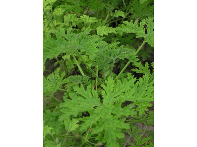 citromillatú muskátli