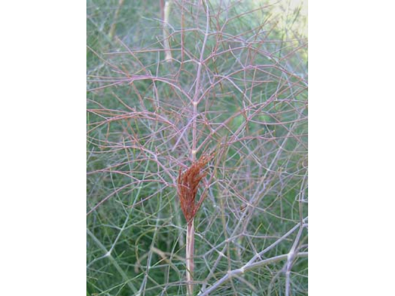 bronzlevelű édes kömény