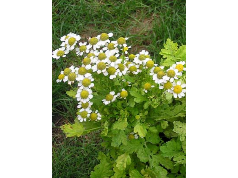 arany őszi margitvirág