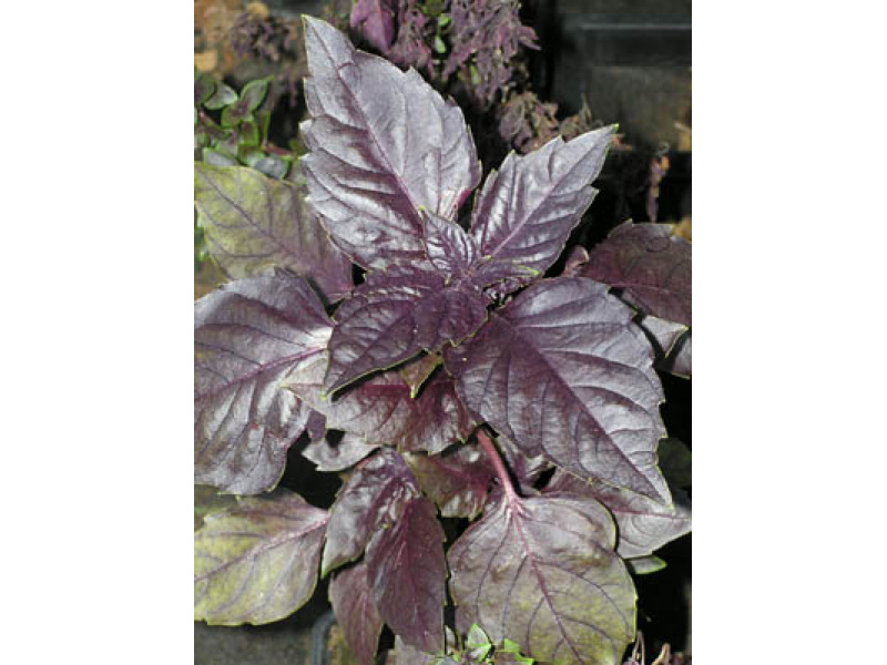 bordó levelű kerti bazsalikom