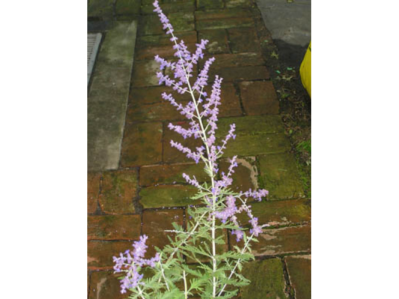 szeldelt levelű sudárzsálya